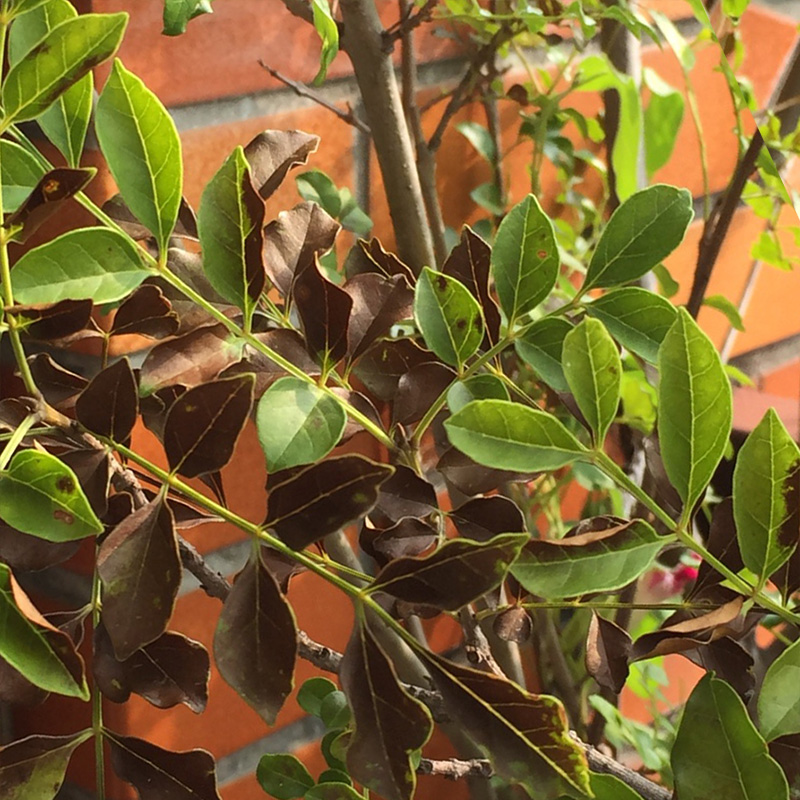 シマトネリコの葉っぱが茶色に ベランダガーデニング奮闘記