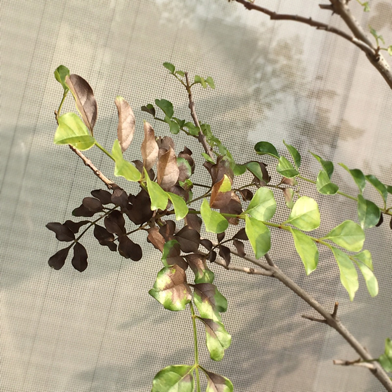 シマトネリコの葉っぱが茶色に ベランダガーデニング奮闘記